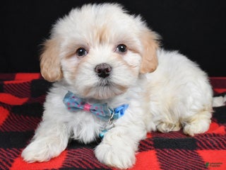 Maltipoo dogs Mason - Ad 36