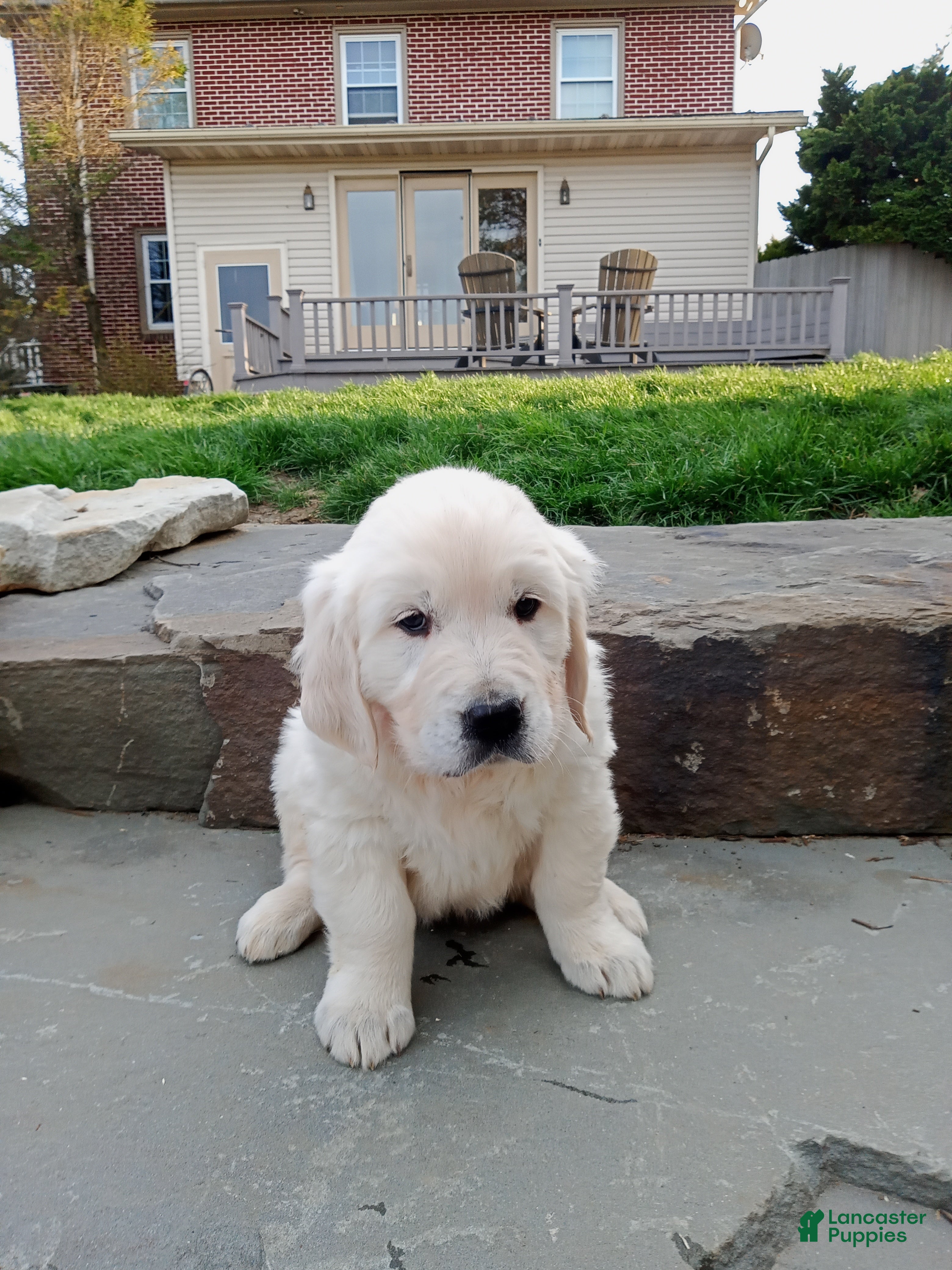 Golden Retriever dogs for sale: Golden Retriever Puppy 3 - Ad 2