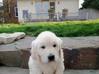 Golden Retriever dogs for sale: Golden Retriever Puppy 3 - Ad 2