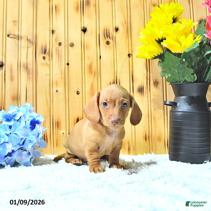 Miniature Dachshund dogs Milo - Ad 33