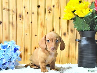 Miniature Dachshund dogs Milo - Ad 29