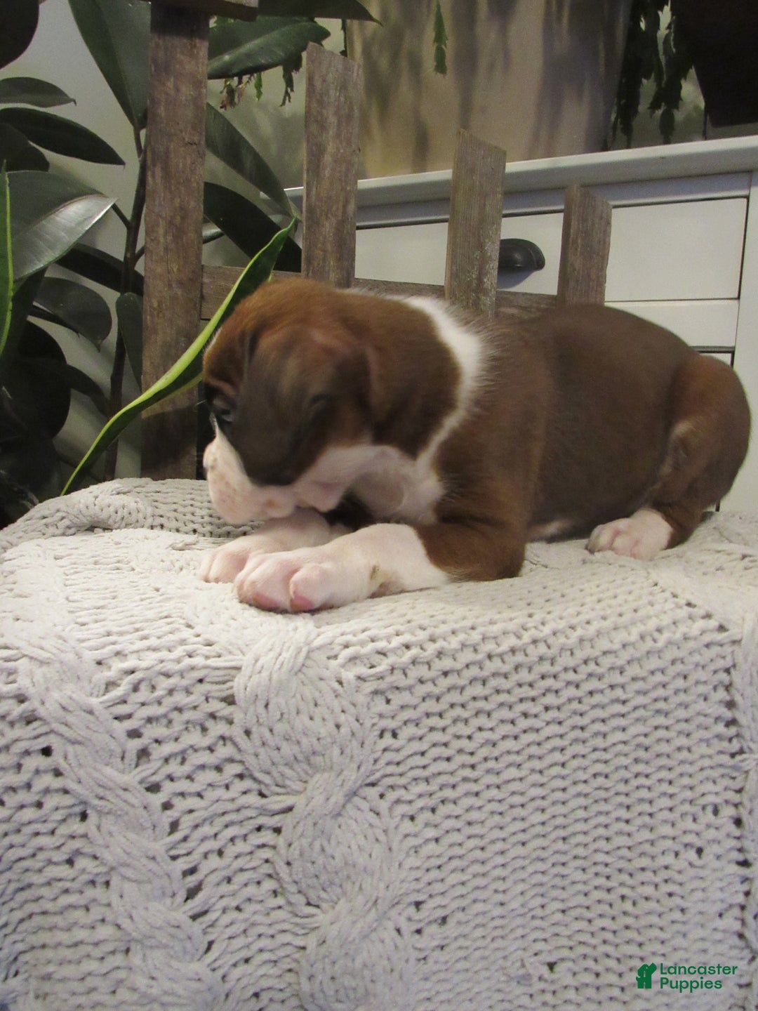 Boxer dogs for sale: Penny - Ad 2