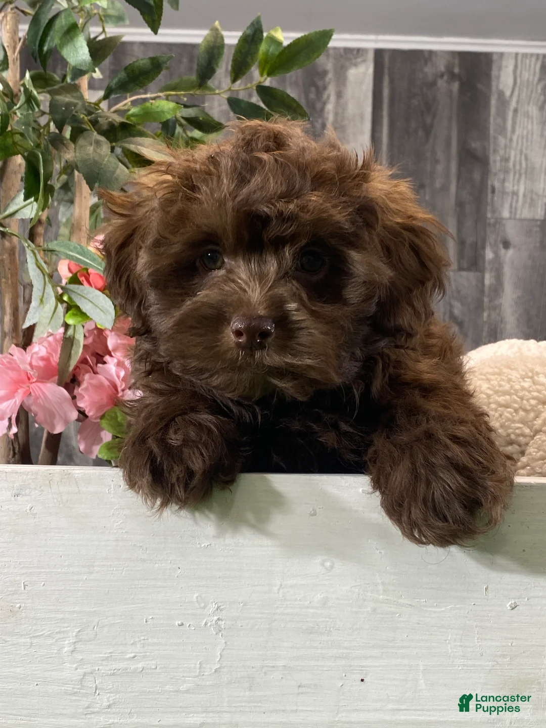 Havanese dogs for sale: Hiro - Ad 4