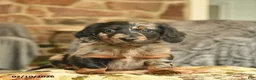 Miniature Dachshund dogs for sale: Missie  - Ad 1