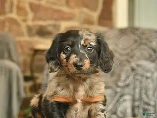 Miniature Dachshund dogs Missie - Ad 9