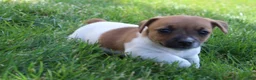 Jack Russell Terrier dogs for sale: Luna - Ad 2