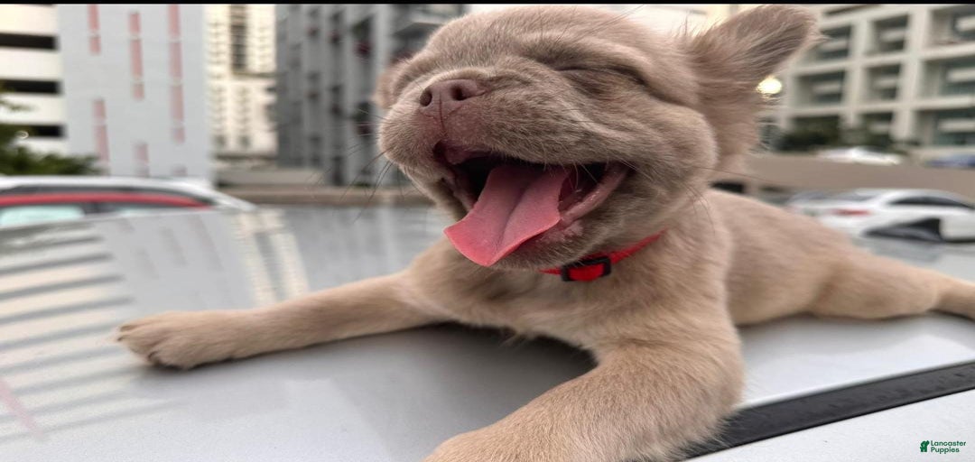 Gallery Image {{count}}