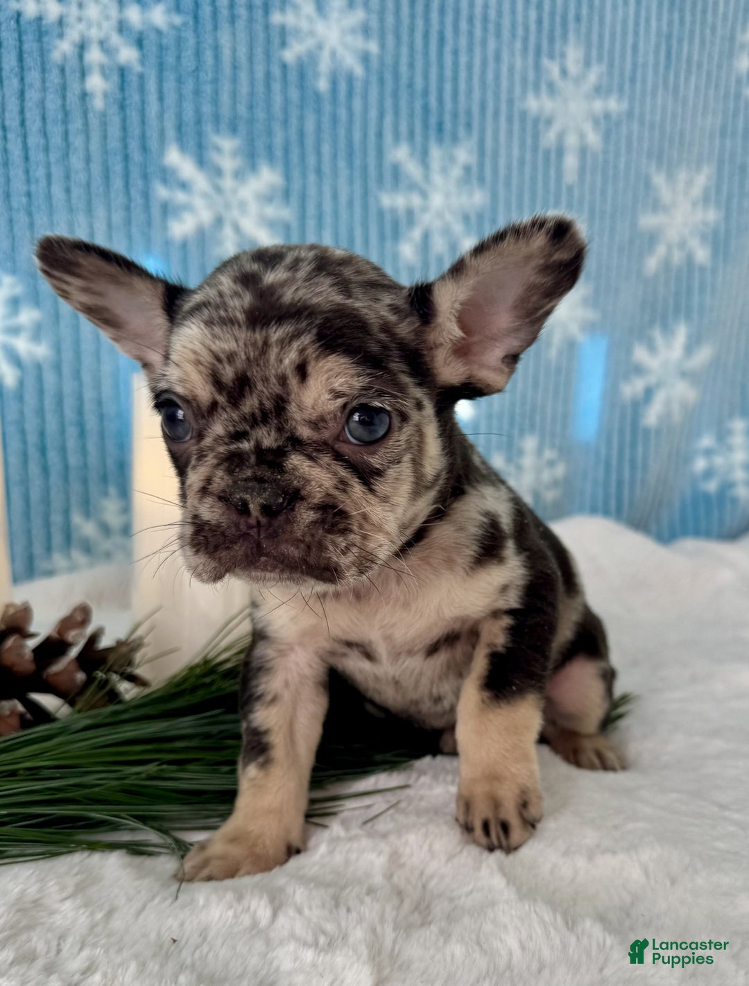 French Bulldog dogs for sale: Lulu - Ad 5