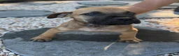 South African Boerboels dogs for sale: Bowser - Ad 4