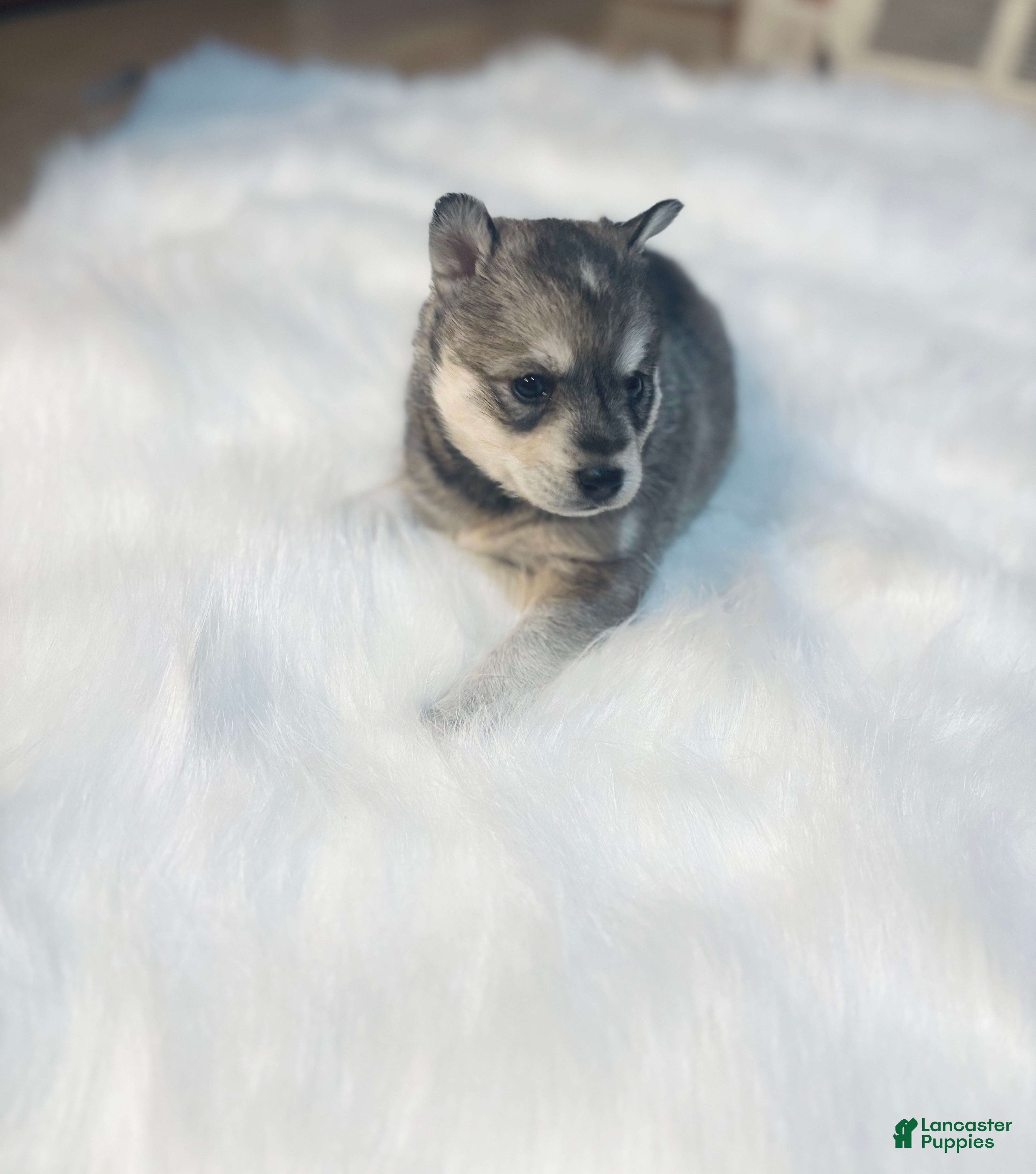 Pomsky dogs Belle - Ad 37