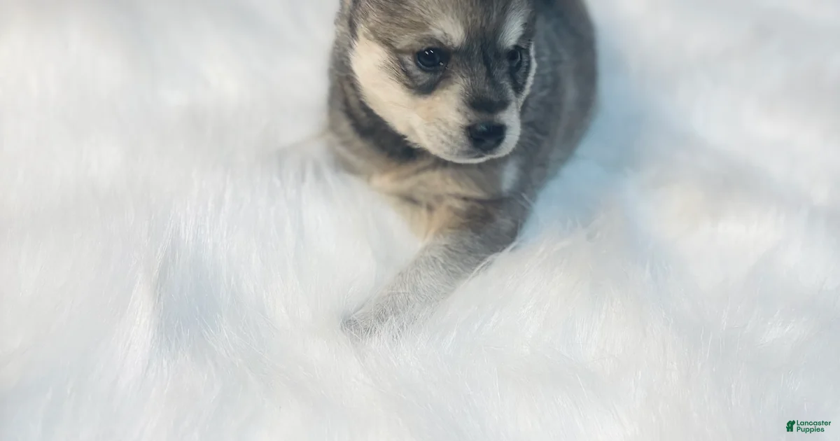Belle Pomsky for sale in Burton | Lancaster Puppies