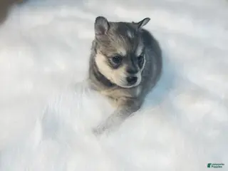 Pomsky dogs Belle - Ad 37