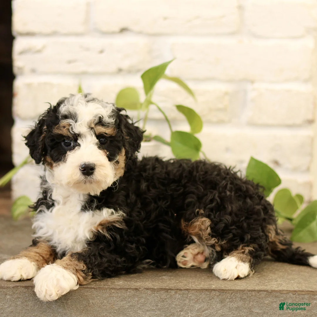 Mini Bernedoodle dogs for sale: Corina  - Ad 4