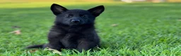 German Shepherd dogs for sale: Shadow - Ad 5