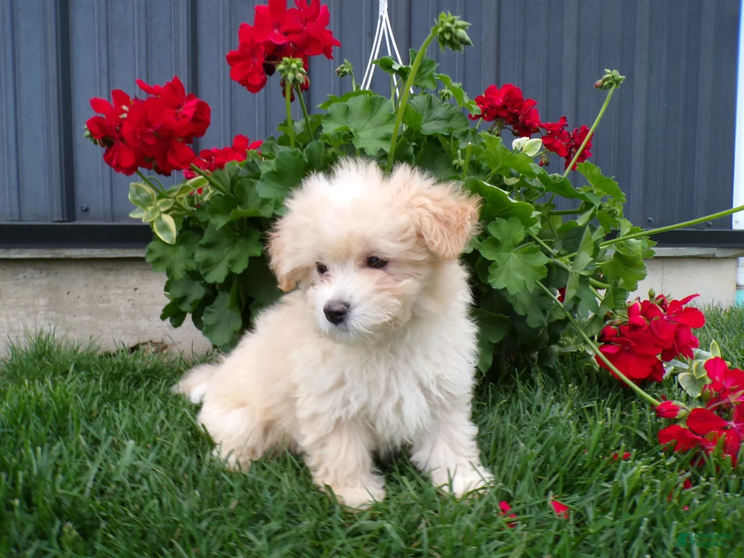 Shihpoo dogs for sale: Parker - Ad 1