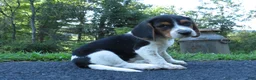 Beagle dogs for sale: Baxter - Ad 3