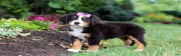 Bernese Mountain Dog dogs for sale: Scarlett - Ad 5