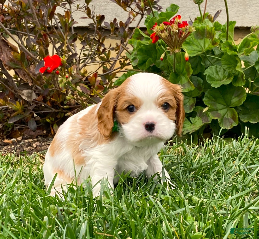 Cavalier King Charles Spaniel dogs for sale: Buddy - Genetic Tested Parents - Ad 5