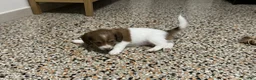 Mixed Breed dogs for sale: Betsy - Ad 1