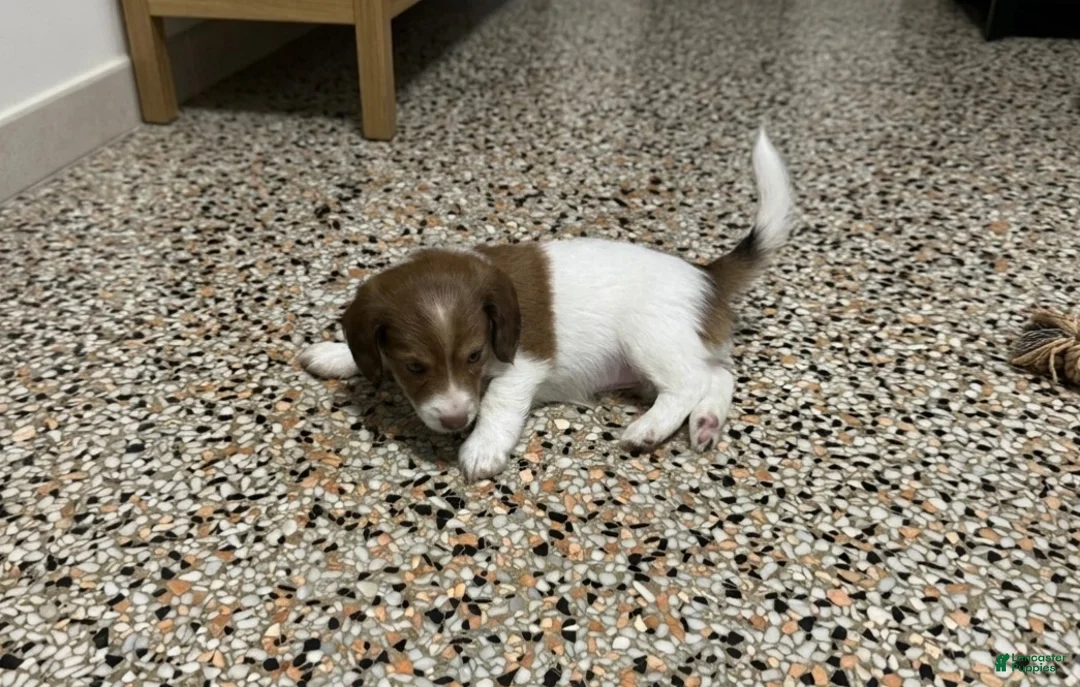 Mixed Breed dogs for sale: Betsy - Ad 1