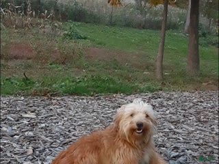 Mini Goldendoodle dogs Tonya - Ad 42