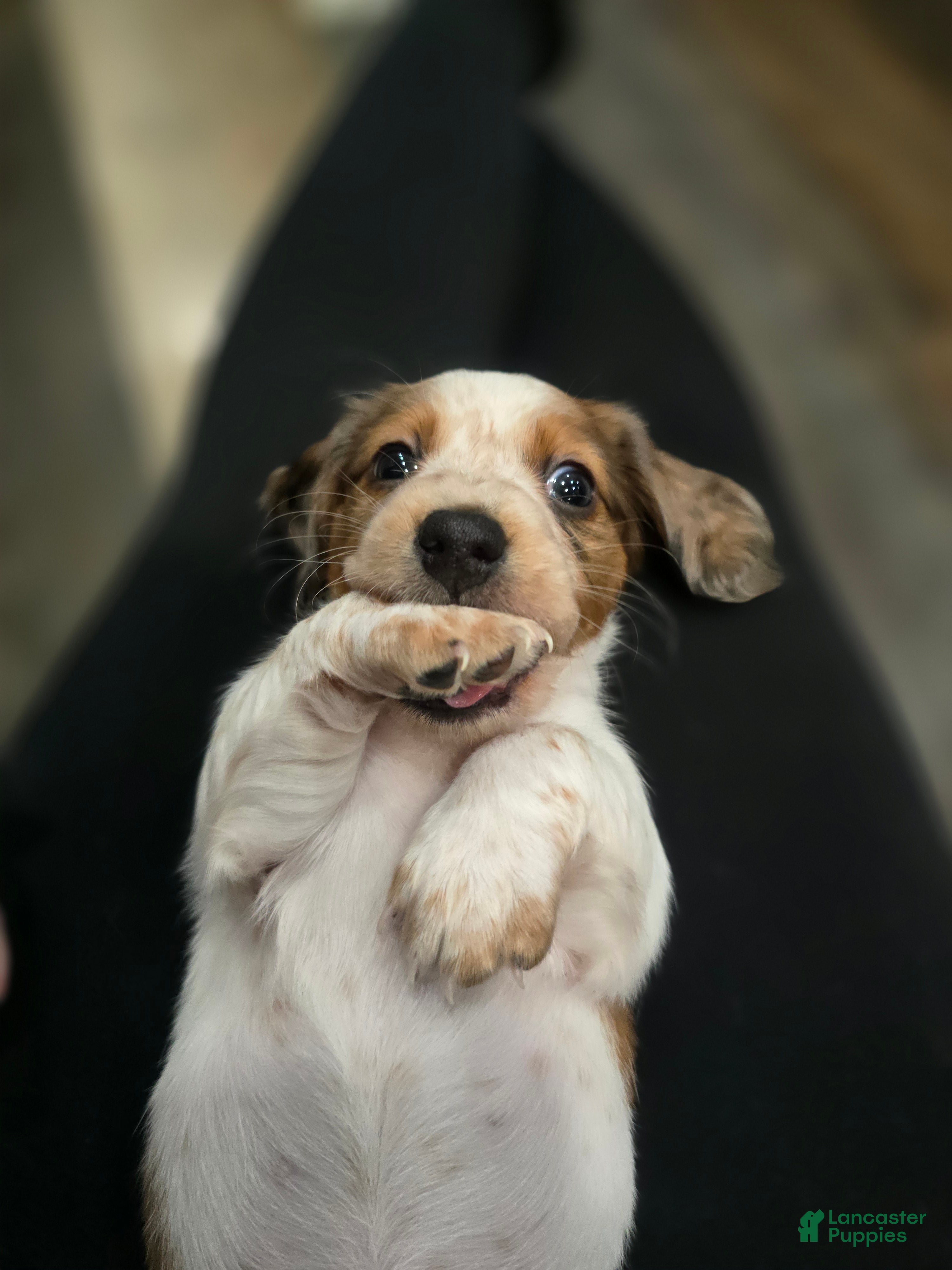 Miniature Dachshund dogs FeeFee - Ad 41