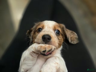 Miniature Dachshund dogs FeeFee - Ad 7