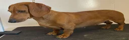 Miniature Dachshund dogs for sale: Miniature Dachshund 1 - Ad 5