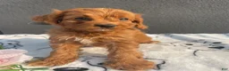 Mixed Breed dogs for sale: Porter - Ad 4