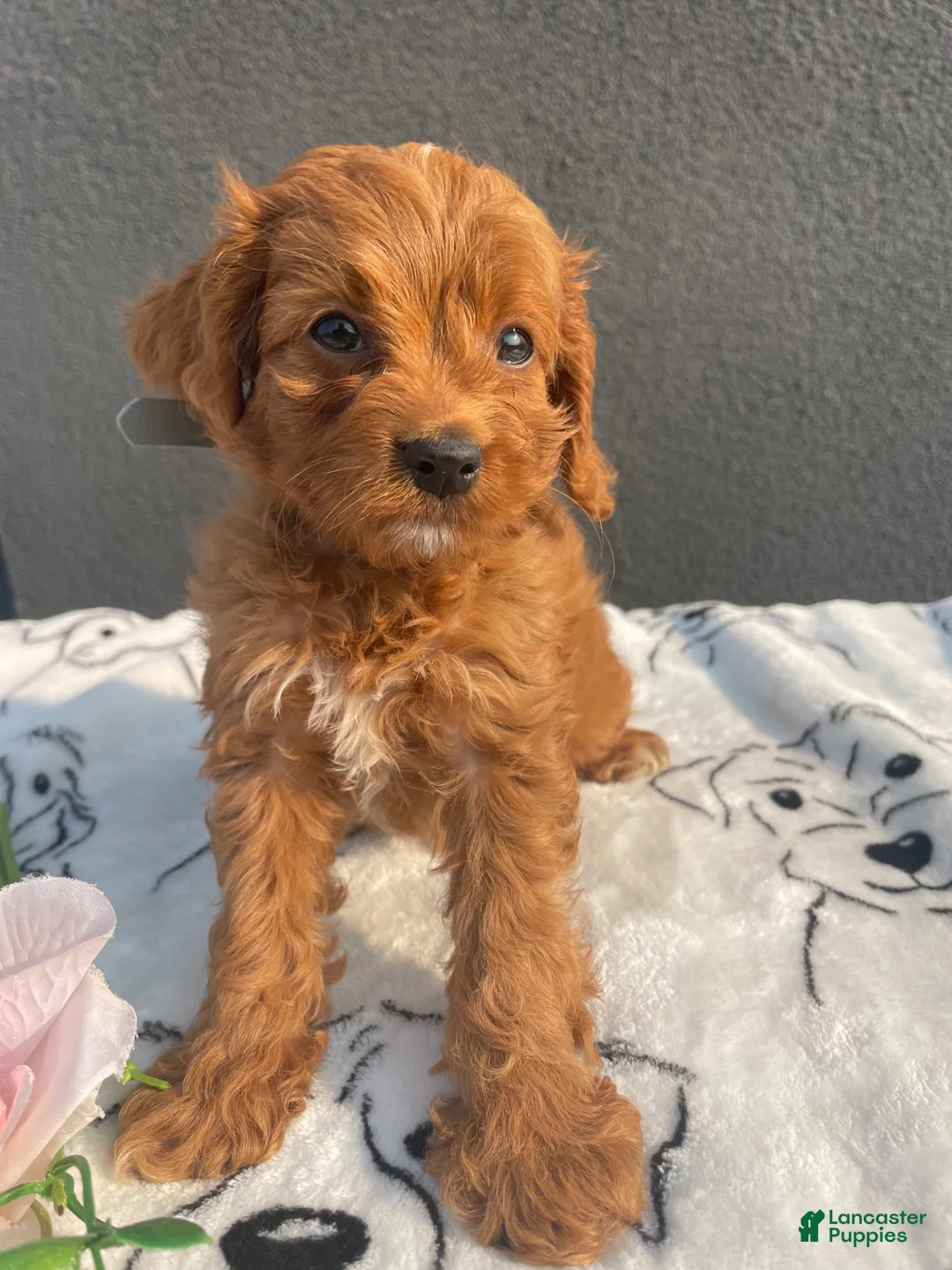 Mixed Breed dogs for sale: Porter - Ad 4