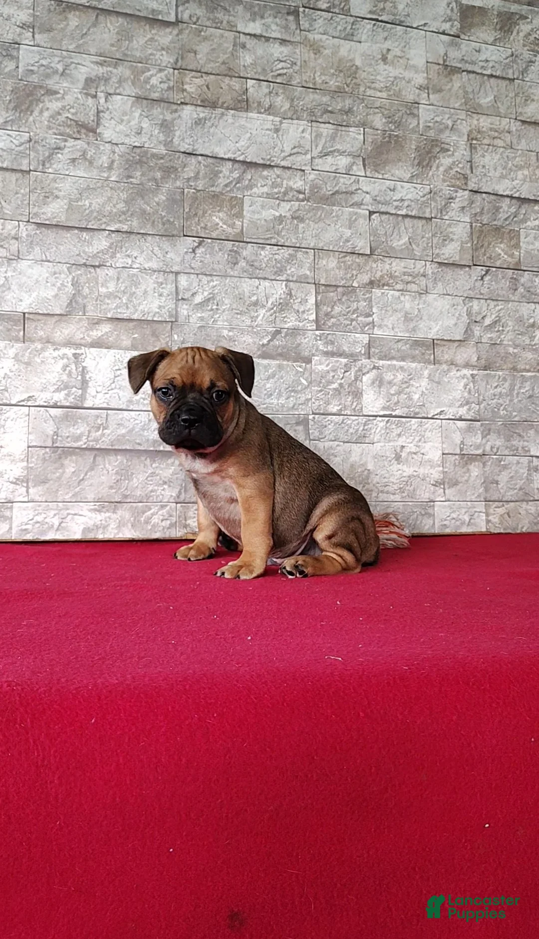 Mixed Breed dogs for sale: Brock - Ad 1