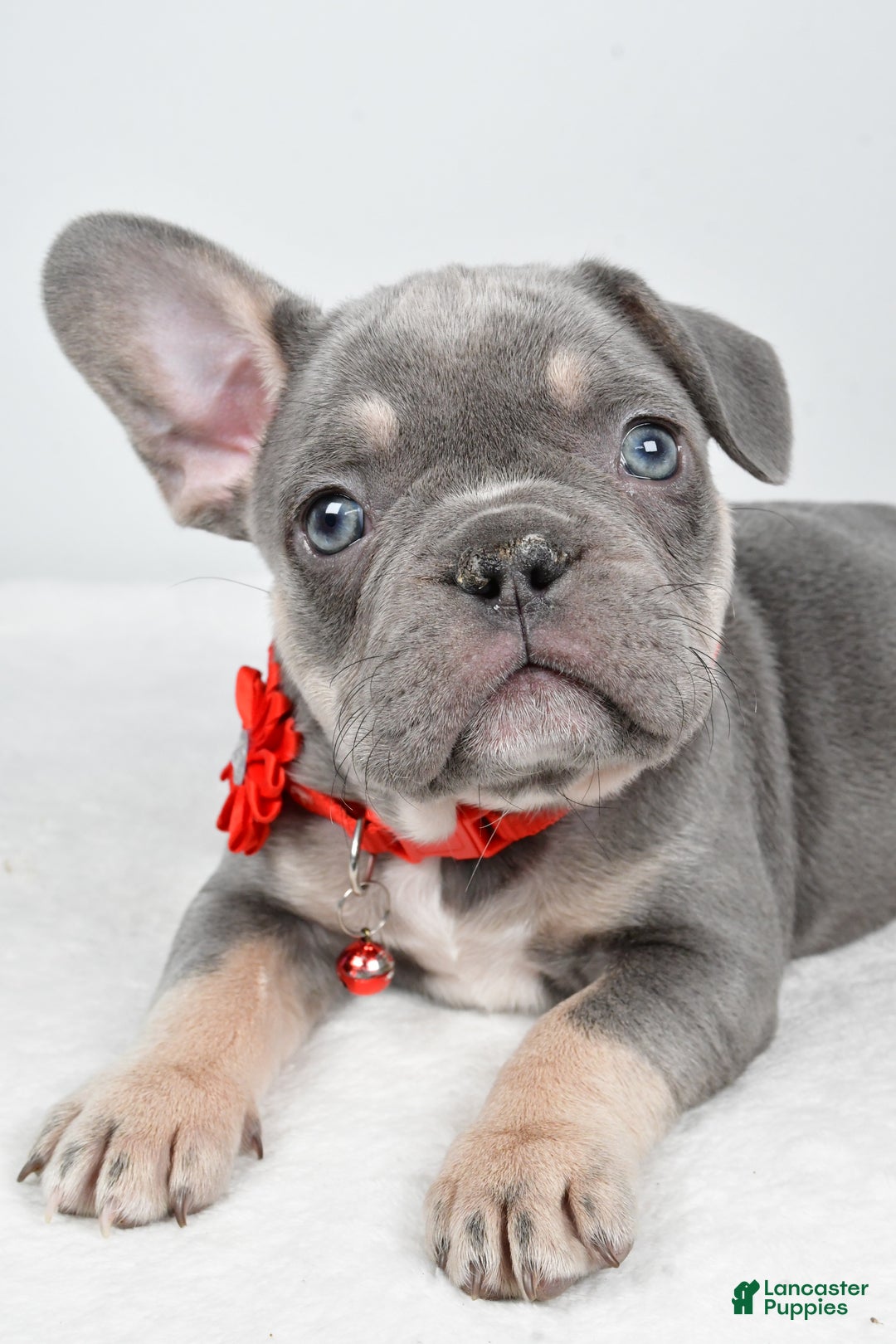 French Bulldog dogs for sale: Kate - Ad 3