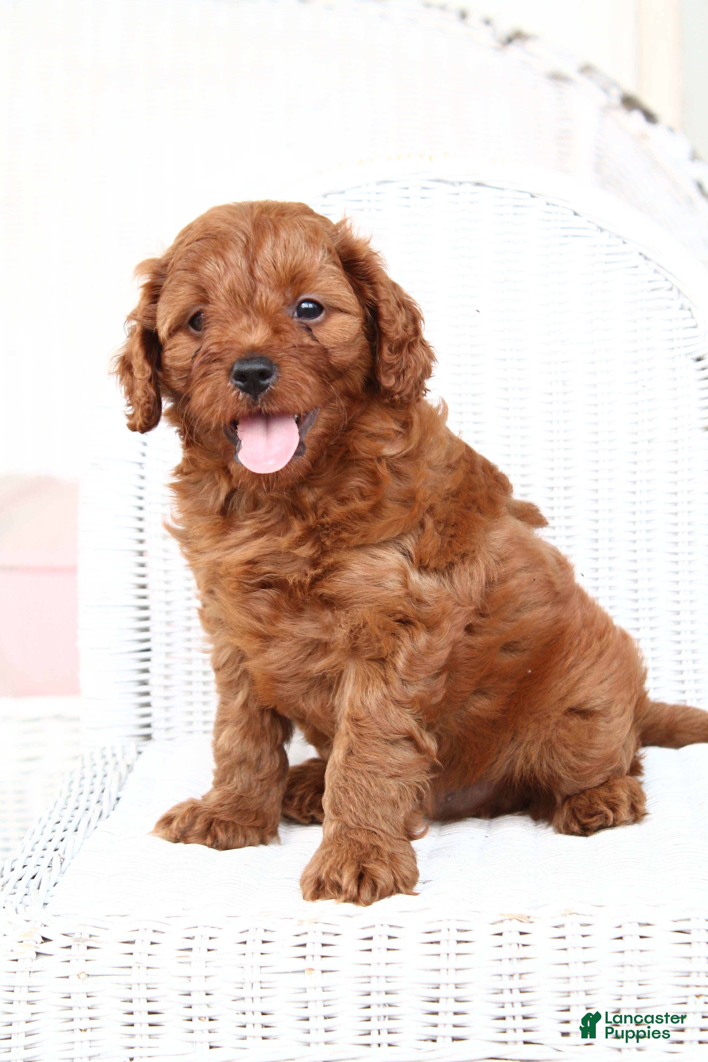 Cavapoo dogs Archer - Ad 1