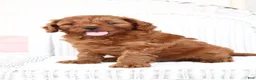 Cavapoo dogs for sale: Archer - Ad 1
