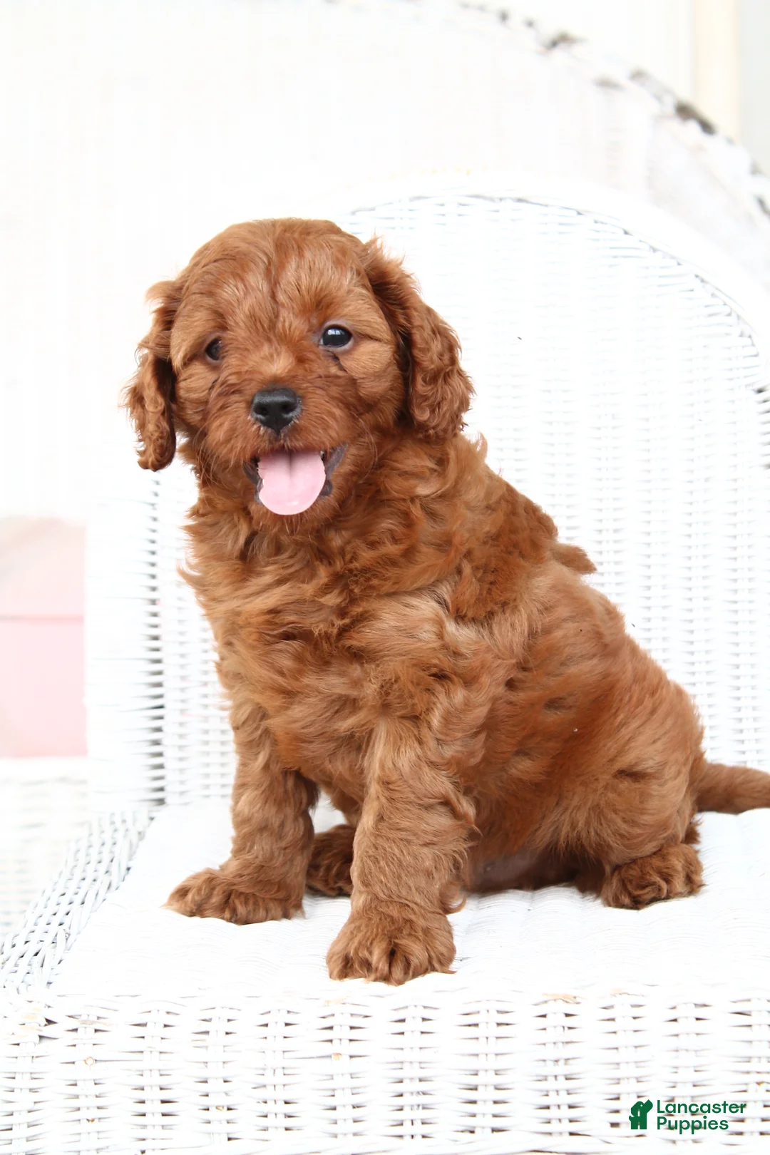 Cavapoo dogs for sale: Archer - Ad 1