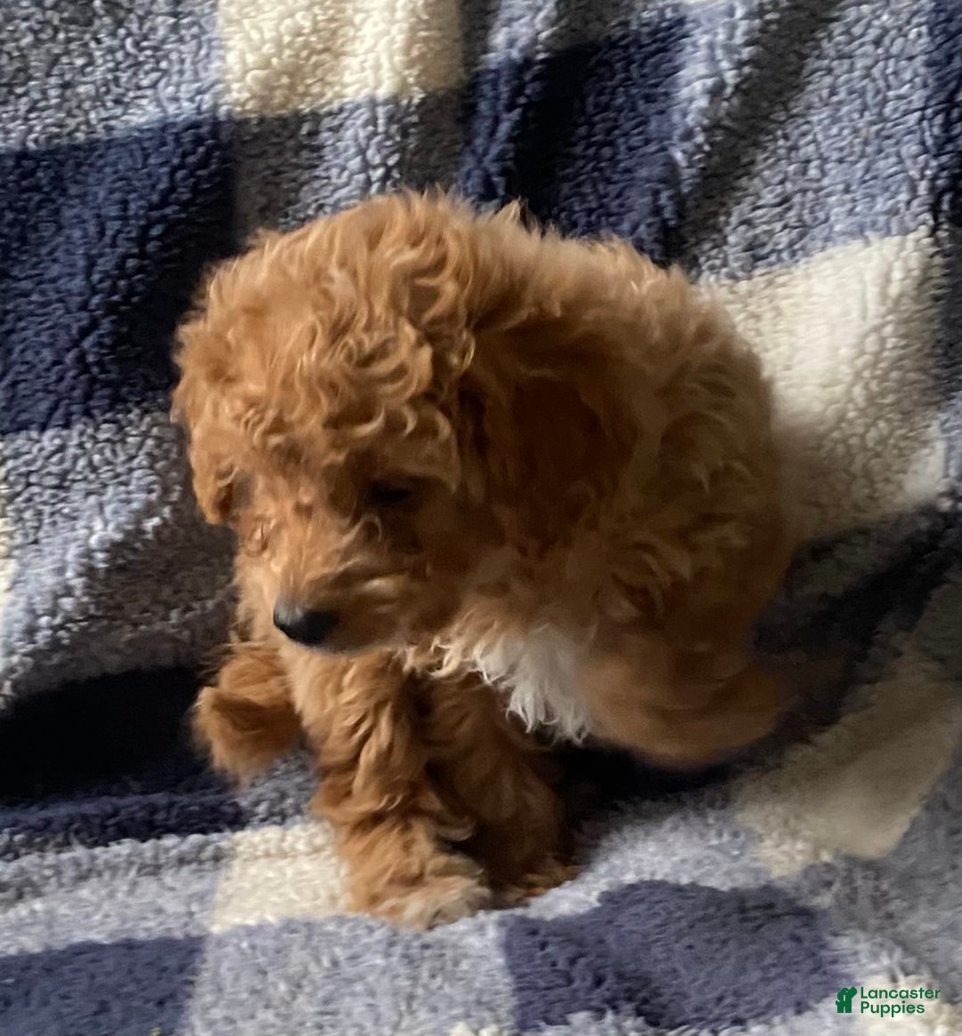 Cavachon dogs for sale: Casper  - Ad 5