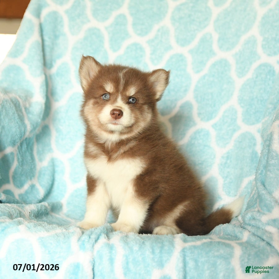 Pomsky dogs Huckleberry - Ad 1