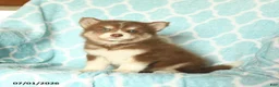 Pomsky dogs for sale: Huckleberry - Ad 1