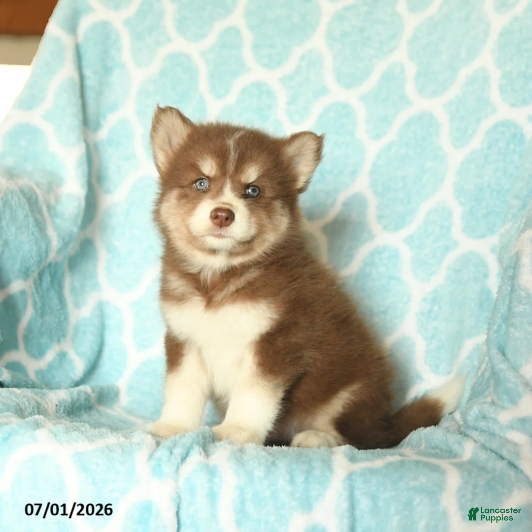 Pomsky dogs for sale: Huckleberry - Ad 1