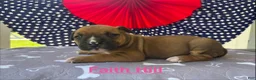 American Bulldog dogs for sale: Female #1/ Faith Hill - Ad 3
