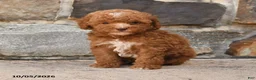 Cockapoo dogs for sale: Rocky - Ad 3