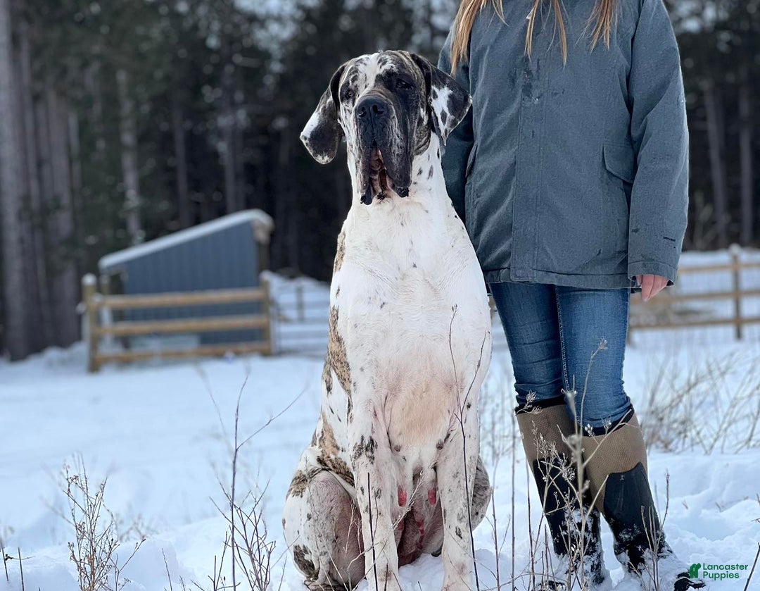 Gallery Image {{count}}