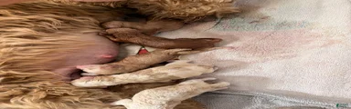 Cedar