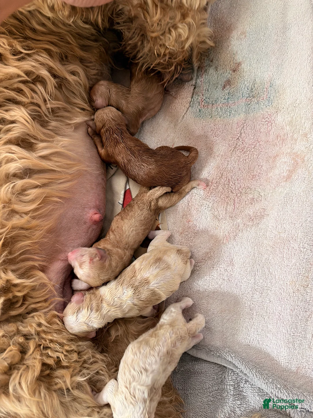 Goldendoodle dogs for sale: Cedar - Ad 1