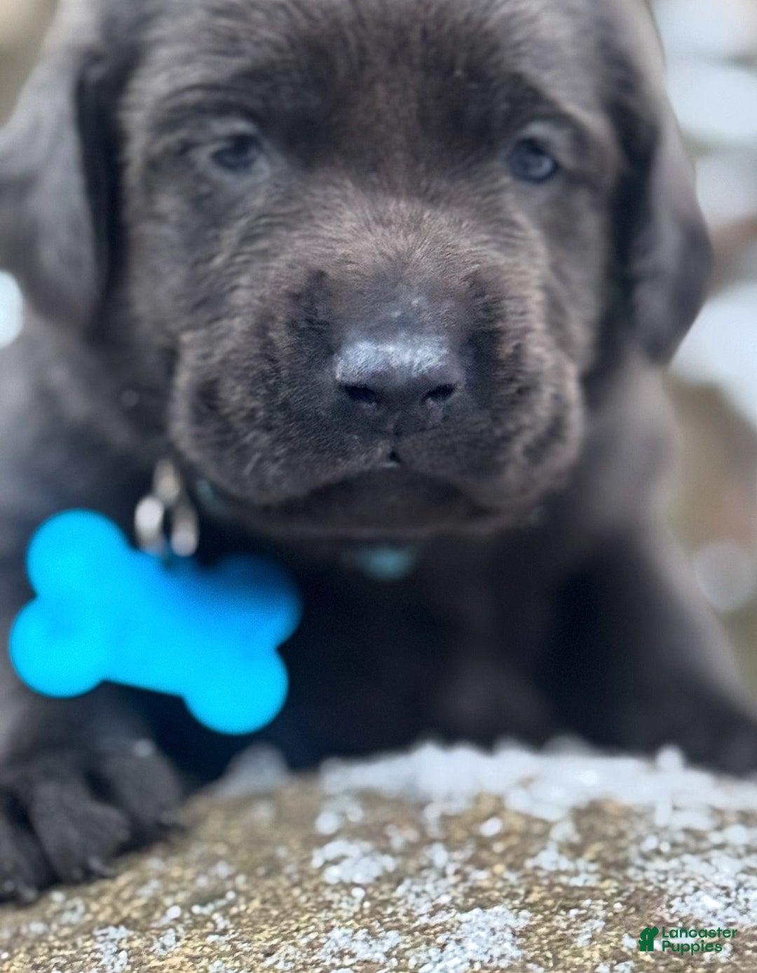 Labrador Retriever dogs for sale: Labrador Retriever Puppy 1 - Ad 5