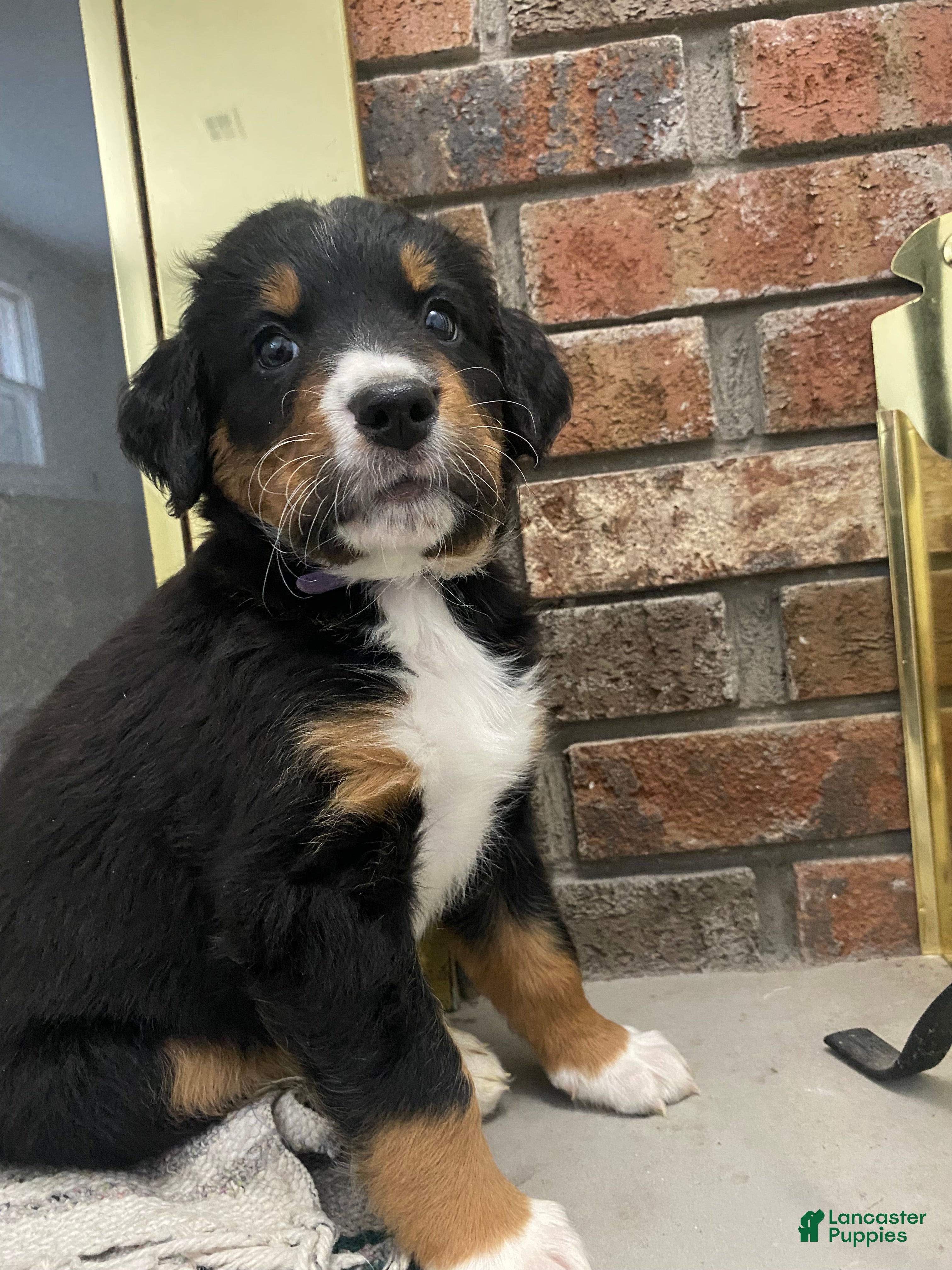 Bernedoodle dogs Romeo 💖13-16th -$200. - Ad 2