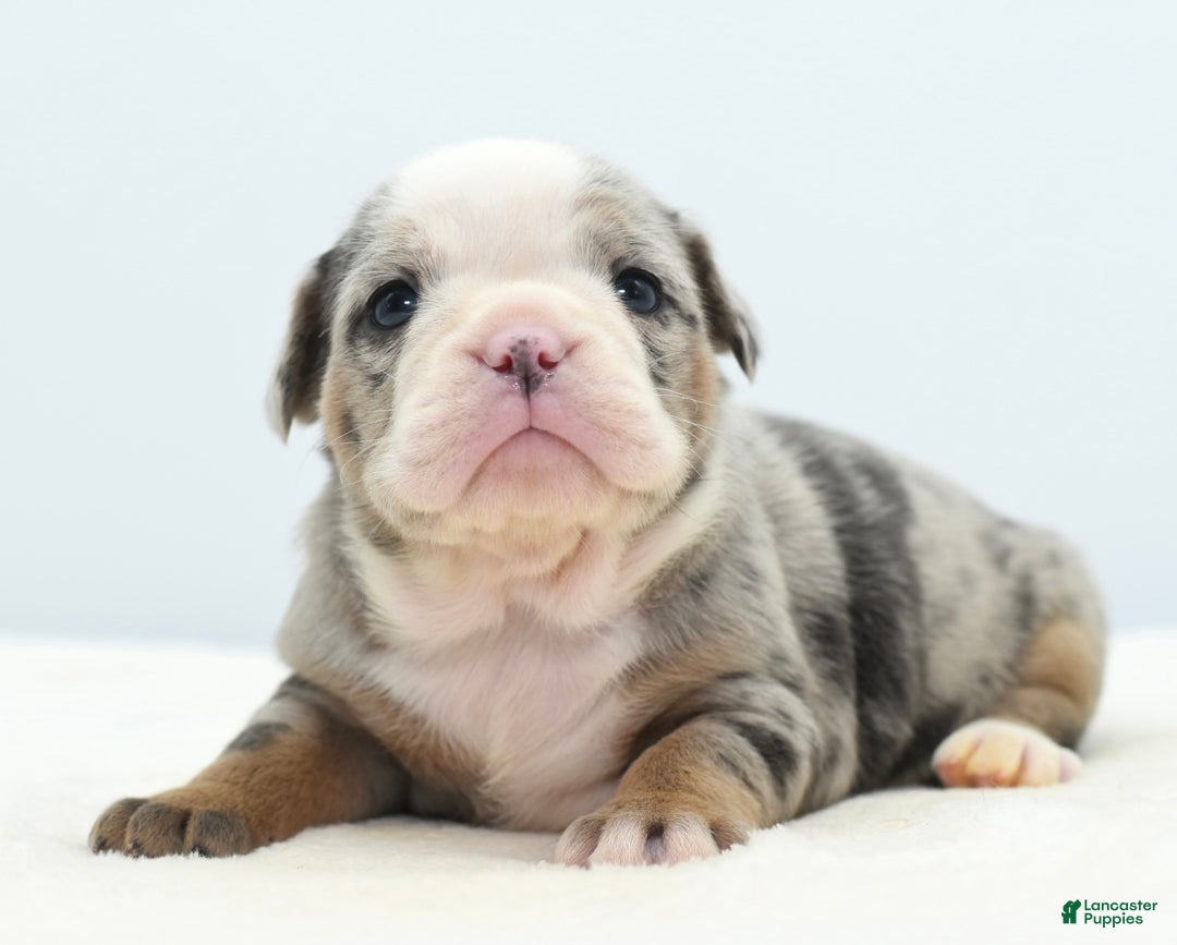 Mixed Breed dogs for sale: Aqua blue koi  - Ad 3