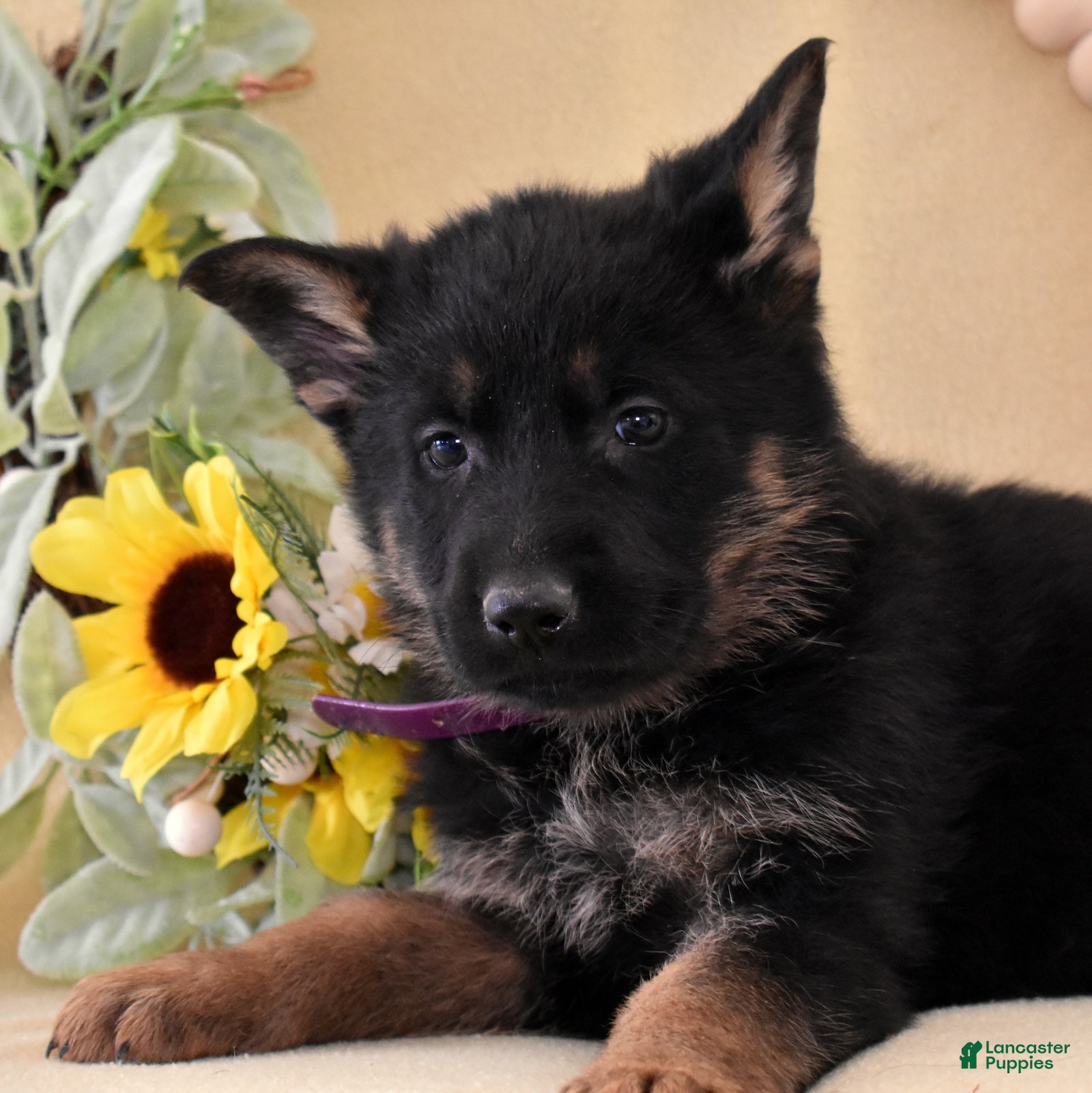 German Shepherd dogs Savannah - Ad 2