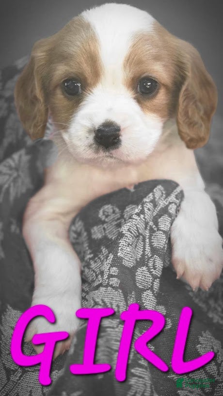 Mixed Breed dogs for sale: Poppy - Ad 4