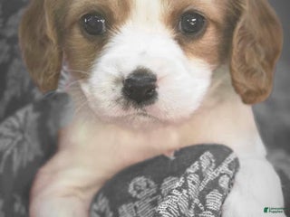 Mixed Breed dogs for sale: Poppy - Ad 4